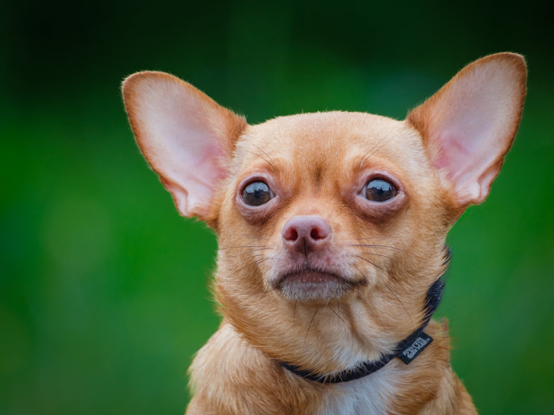 Honey Chihuahua Available for Adoption Animatch