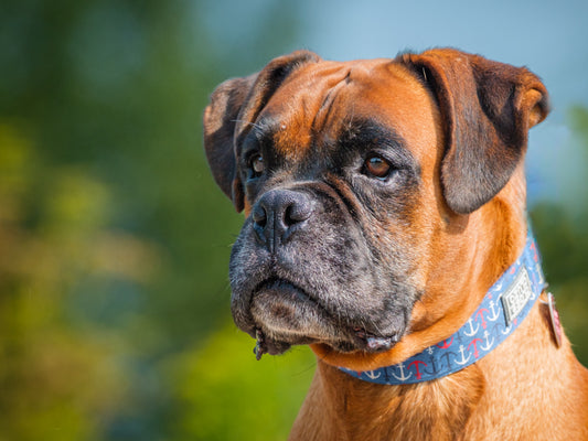 Hooch (25134) a Boxeur Adopté on 17 September 2025