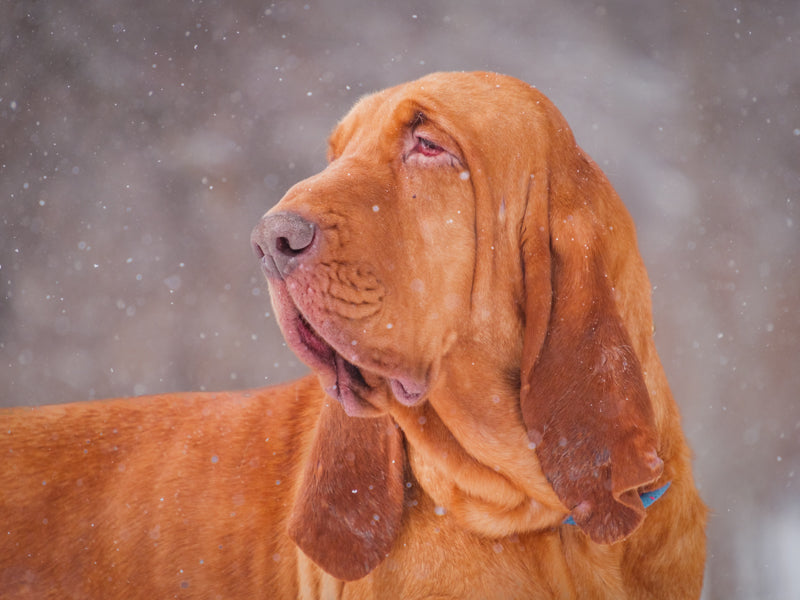 Hubert Bloodhound Available for Adoption Animatch