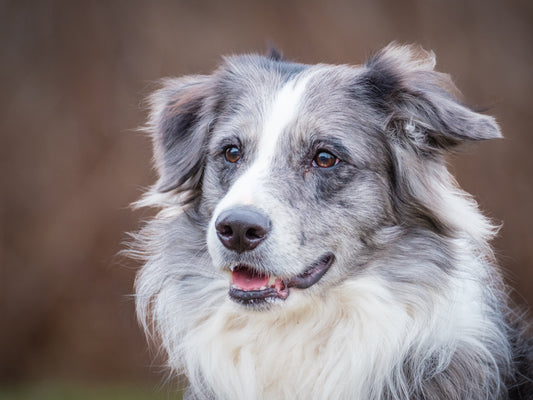 Huggie (26056) a Border Collie Adopté on 26 April 2026