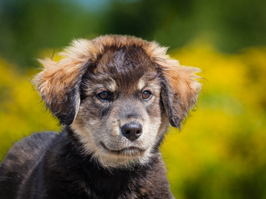 Humphrey (25142) a Shepherd-x Adopté on 29 August 2025