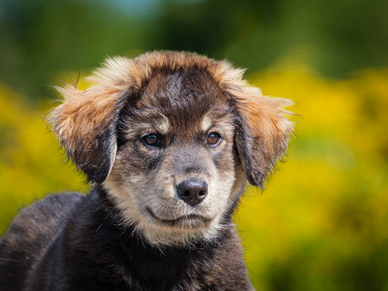 Humphrey Shepherd-x Adopted Animatch