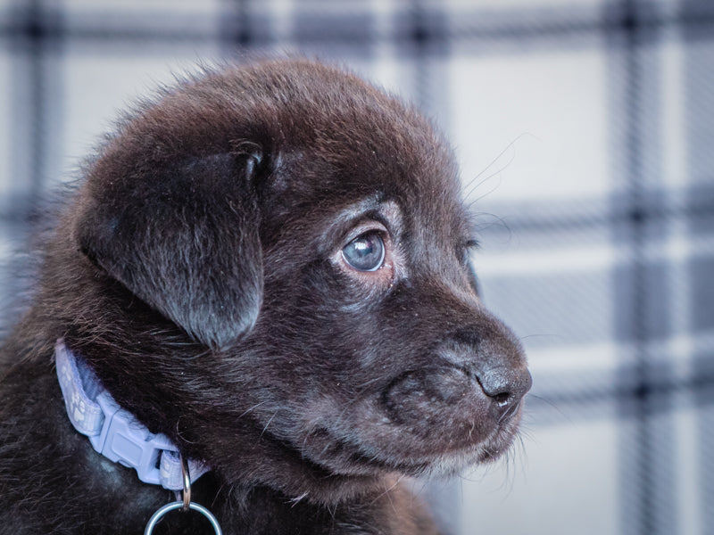 Hydra Lab-x Adopted Animatch