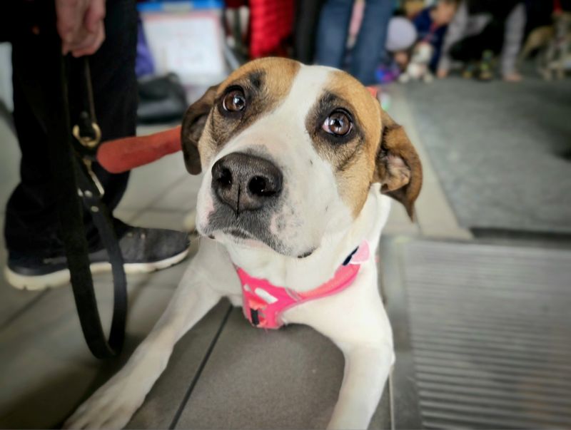 Animatch Chiens à adopter – Animatch.ca Dog Adoption