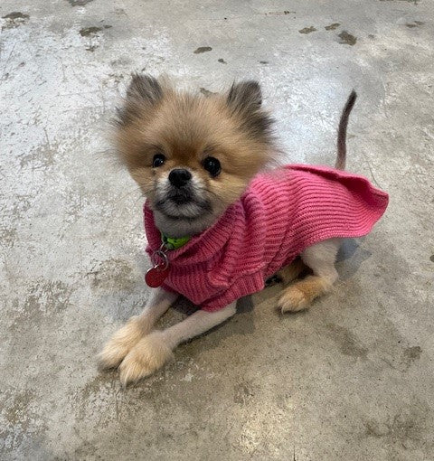    Animatch