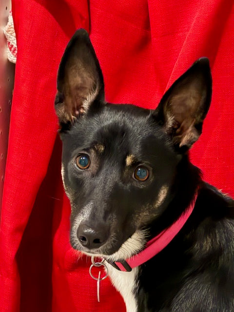 Mika Mix breed Available for Adoption Animatch