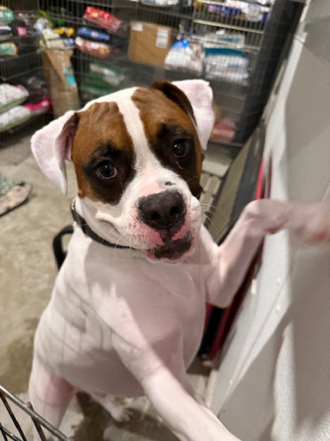 Tzar Boxer Available for Adoption Animatch