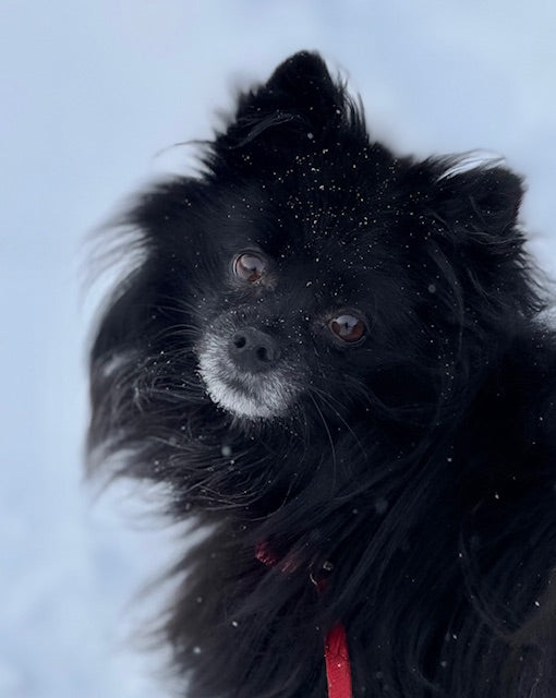 Sam Pomeranian Available for Adoption Animatch