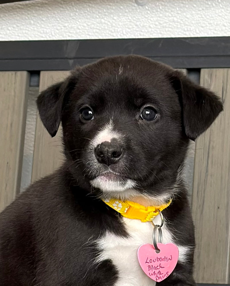 Louboutin Lab x Boxer Available for Adoption Animatch