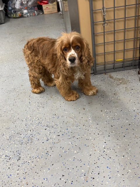 Copper Cocker Spaniel Available for Adoption Animatch