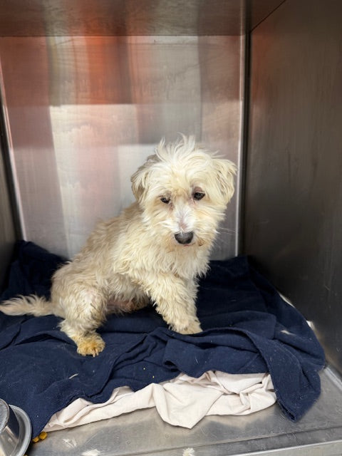 Olaf Havanese Available for Adoption Animatch