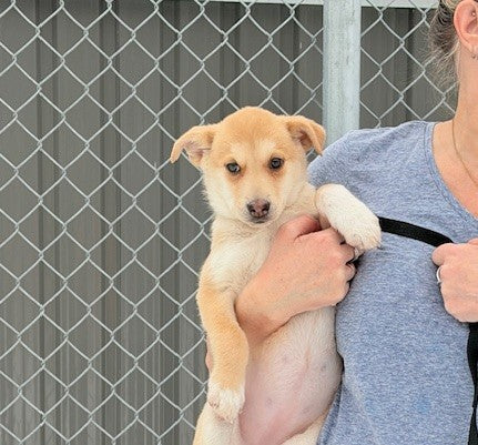 Sara Lee Nordic mix Available for Adoption Animatch