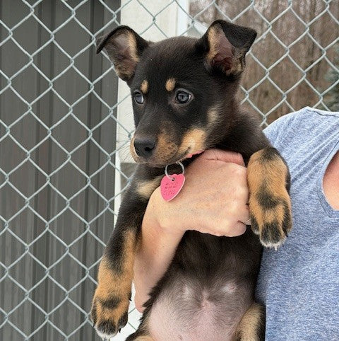 Twinkie Nordic mix Available for Adoption Animatch