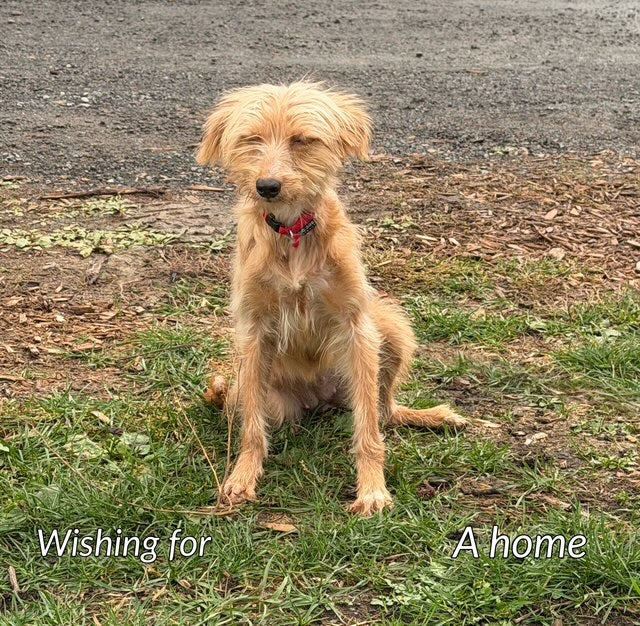 Diana Poodle-x Available for Adoption Animatch