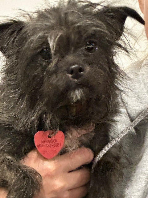 Zuki Affenpinscher-x Available for Adoption Animatch