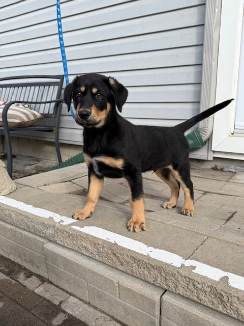 Polaris (26030) a Labrador-x Adopté on 11 April 2026