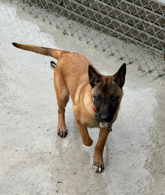 Apple Shepherd-x Available for Adoption Animatch