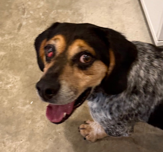 Beanie Hound-x Available for Adoption Animatch