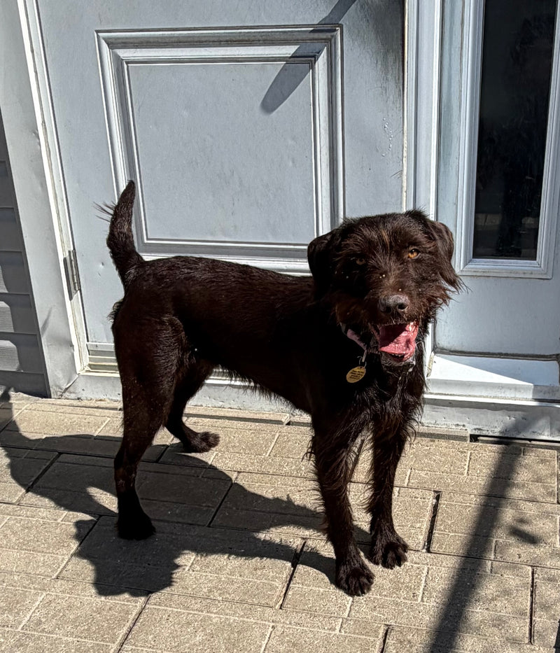 Leia Pudelpointer x Labrador Available for Adoption Animatch