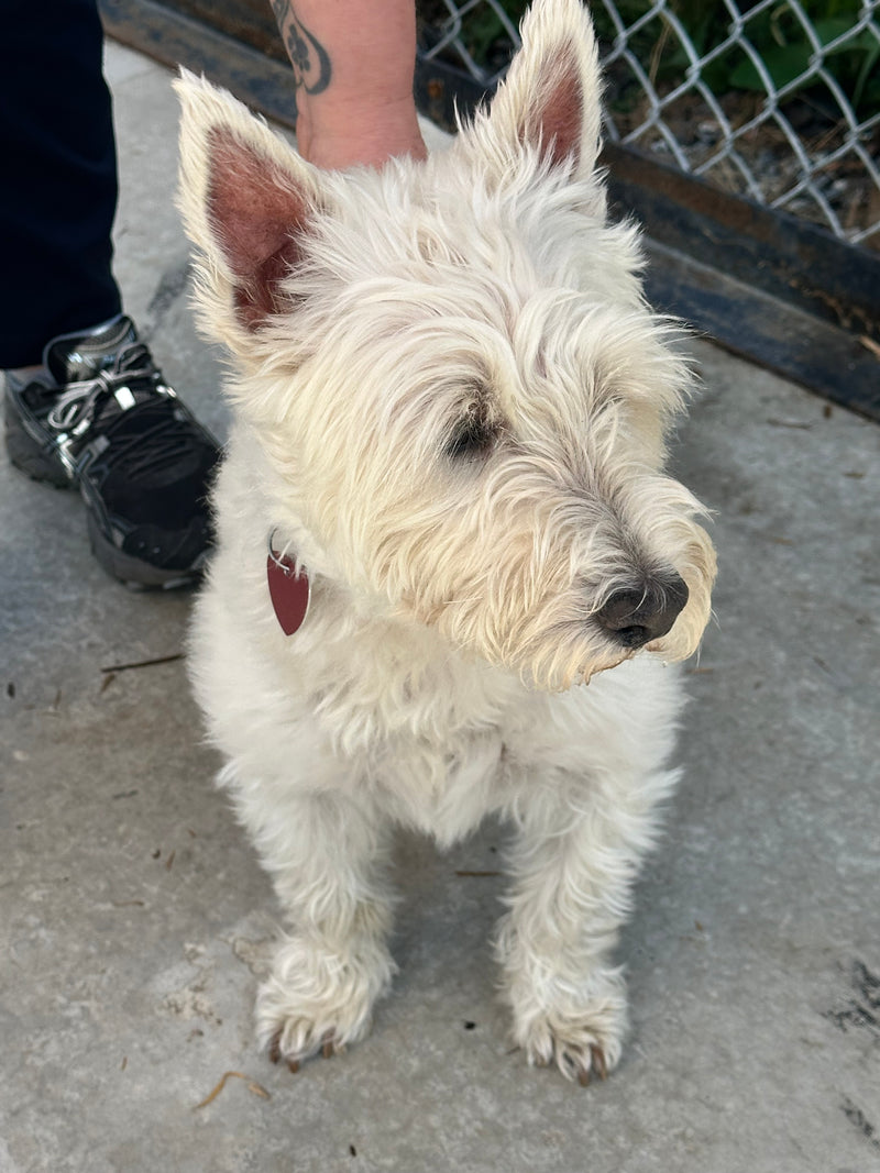 Dexter West Highland Terrier Adopted Animatch