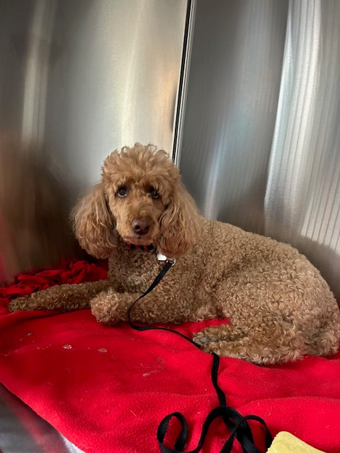 Choupette (25123) a Poodle Adopté on 31 December 2025