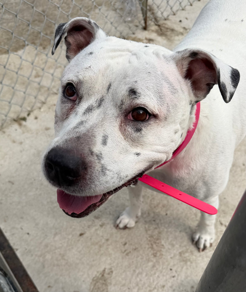 Precious Pitt Bull Available for Adoption Animatch