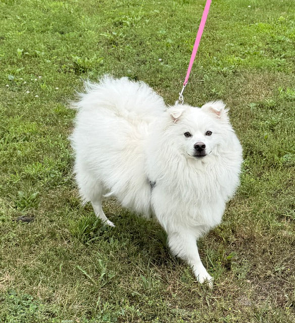 Kemo Sabe American Eskimo Available for Adoption Animatch