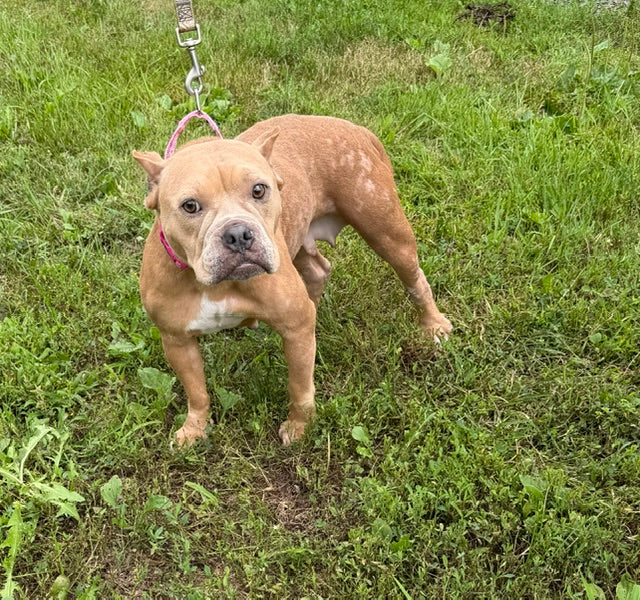 Nutmeg Miniature Bully Available for Adoption Animatch