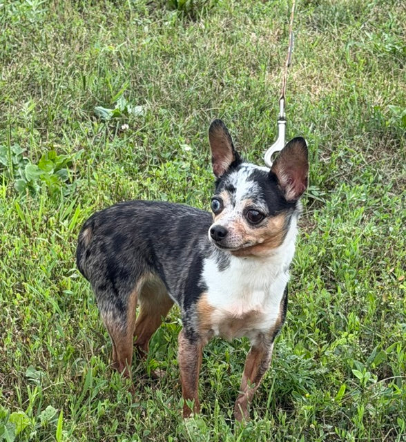 Kiki Chihuahua Available for Adoption Animatch