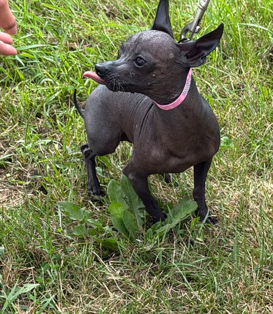 Meeko Mexican Hairless Available for Adoption Animatch