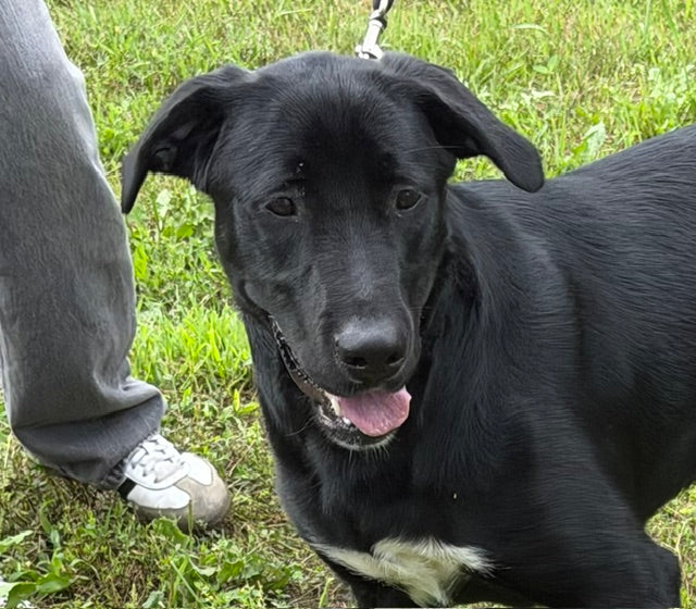 Sunkiss Labrador-x Available for Adoption Animatch