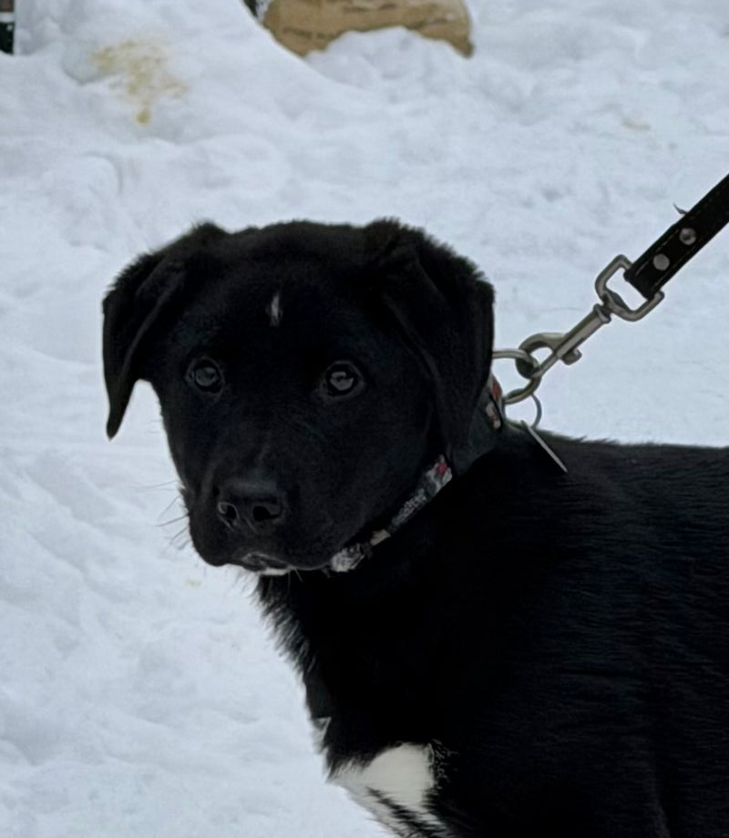 ROCO Shepherd x Mastiff Available for Adoption Animatch