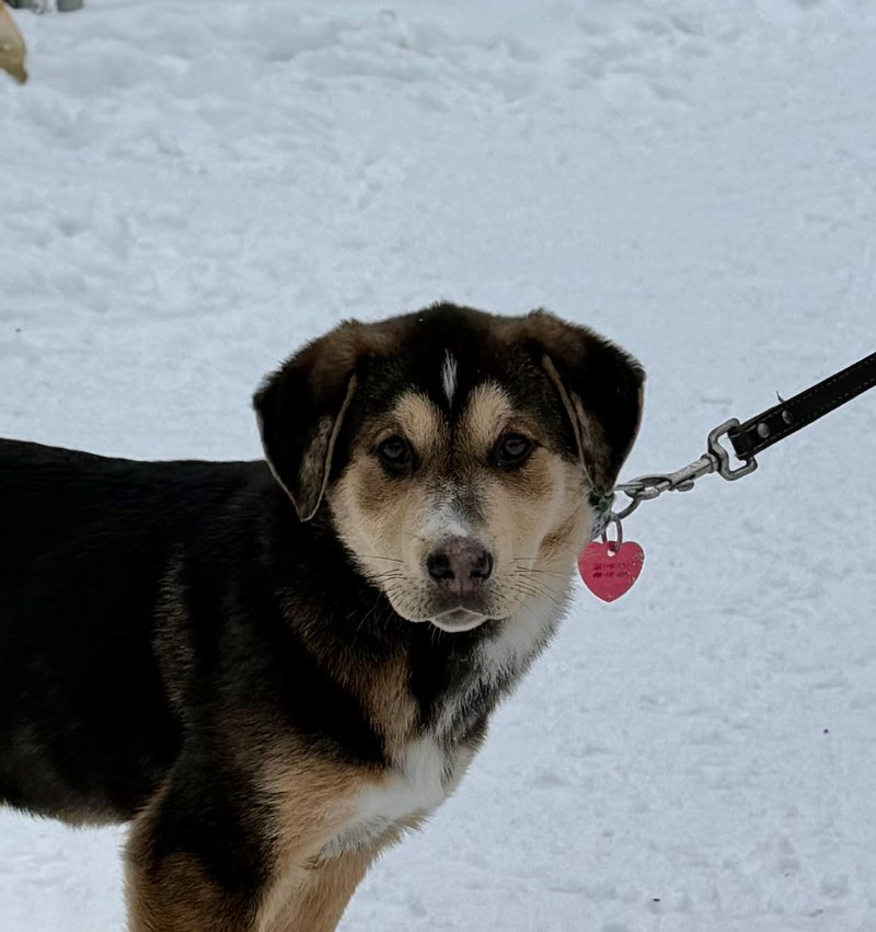 Rita Shepherd x Mastiff Available for Adoption Animatch