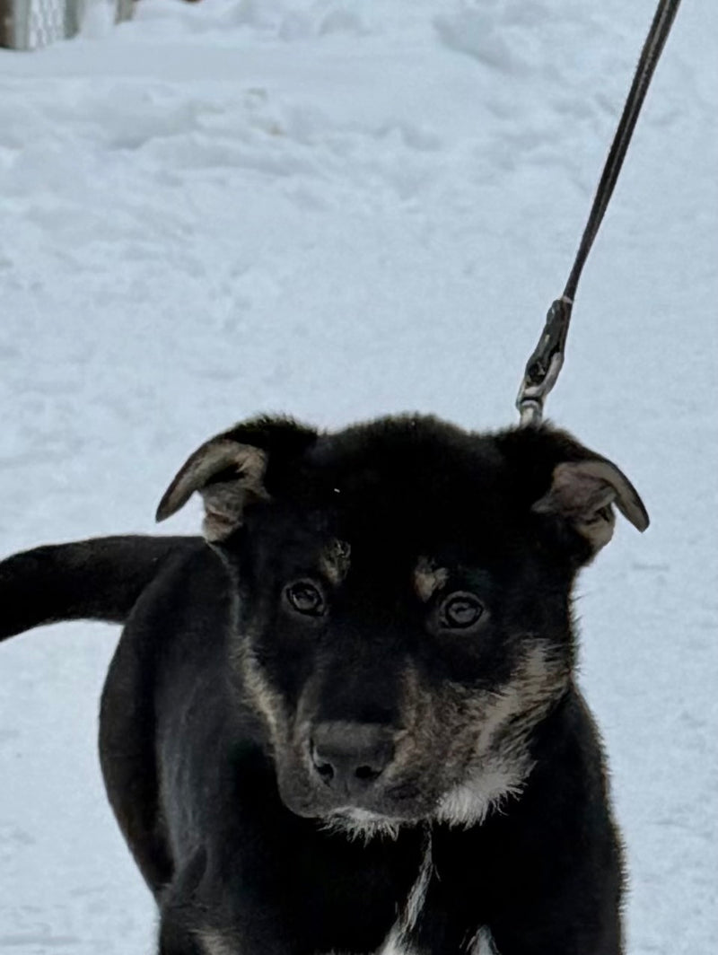 Roi Shepherd x Mastiff Available for Adoption Animatch