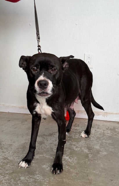 Dior Lab x Boxer Available for Adoption Animatch