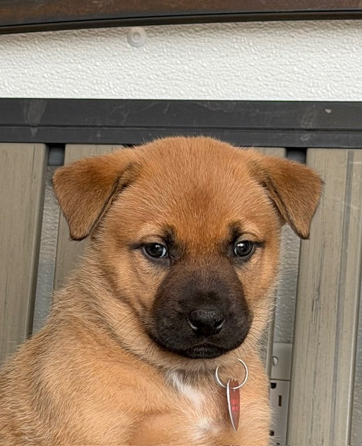 Vuitton Lab x Boxer Available for Adoption Animatch