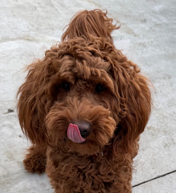Lazlo Goldendoodle Available for Adoption Animatch
