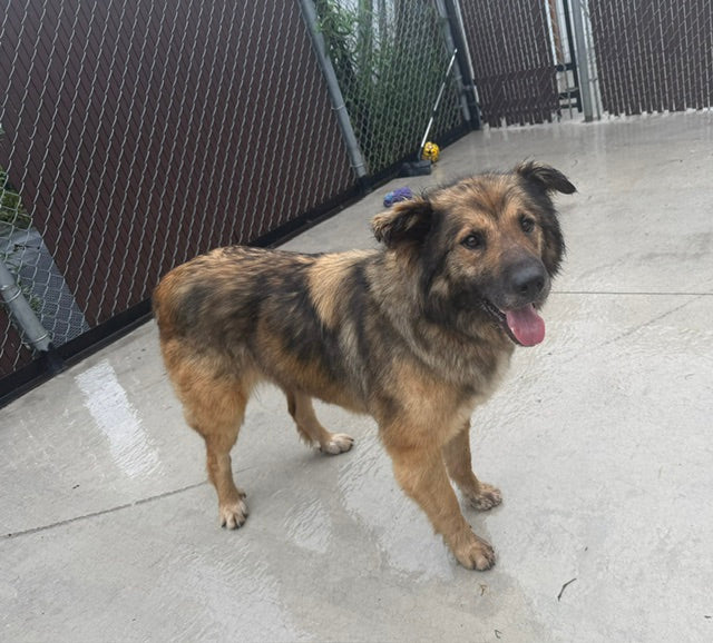 Fable Mix Available for Adoption Animatch