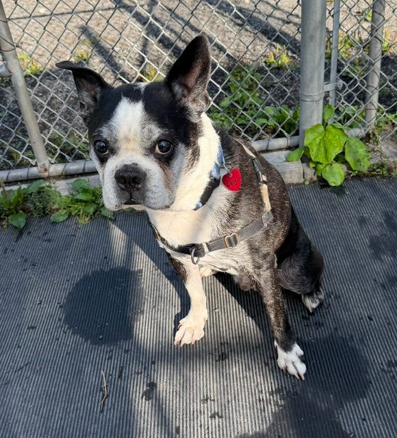 Luigi Boston Terrier Available for Adoption Animatch