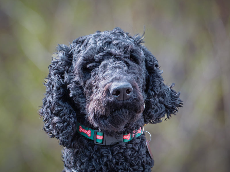Iris Standard Poodle Available for Adoption Animatch