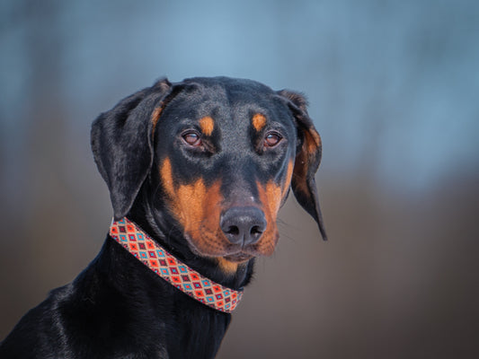 Ivy (25028) a Doberman Adopté on 15 March 2025