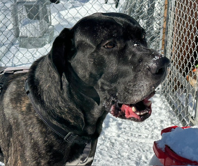 Jack Cane Corso-x Available for Adoption Animatch