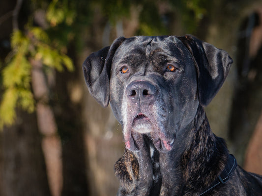 Jack (25012) a Cane Corso-x Adopté on 23 April 2025
