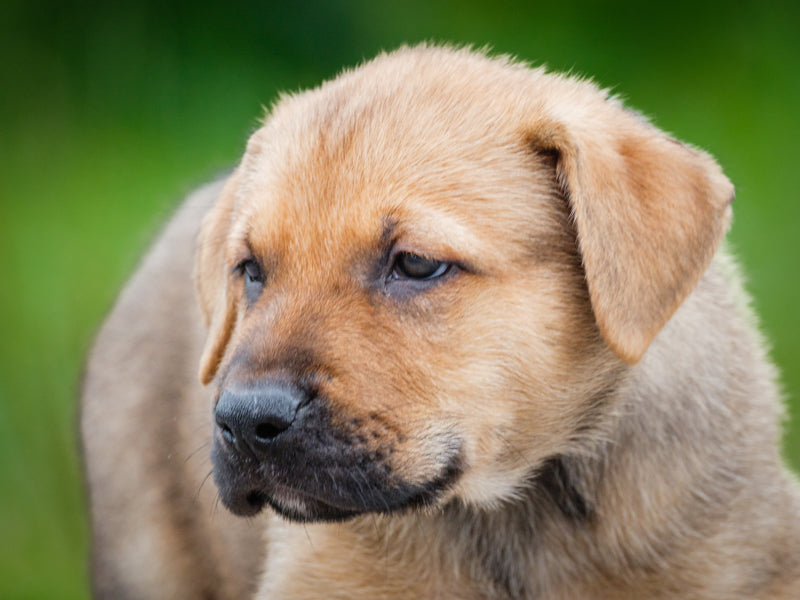 Jacob Lab-x Adopted Animatch