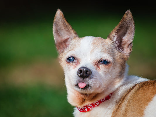Jake (25209) a Chihuahua-x Adopté on 20 November 2025
