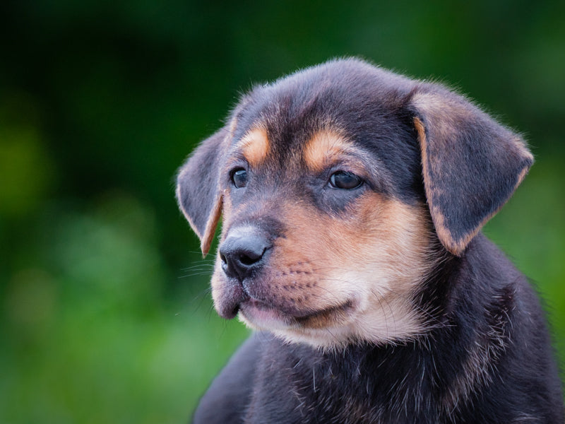 Jasper Labrador-x Available for Adoption Animatch