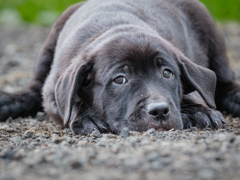 Jayden Labrador-x Available for Adoption Animatch