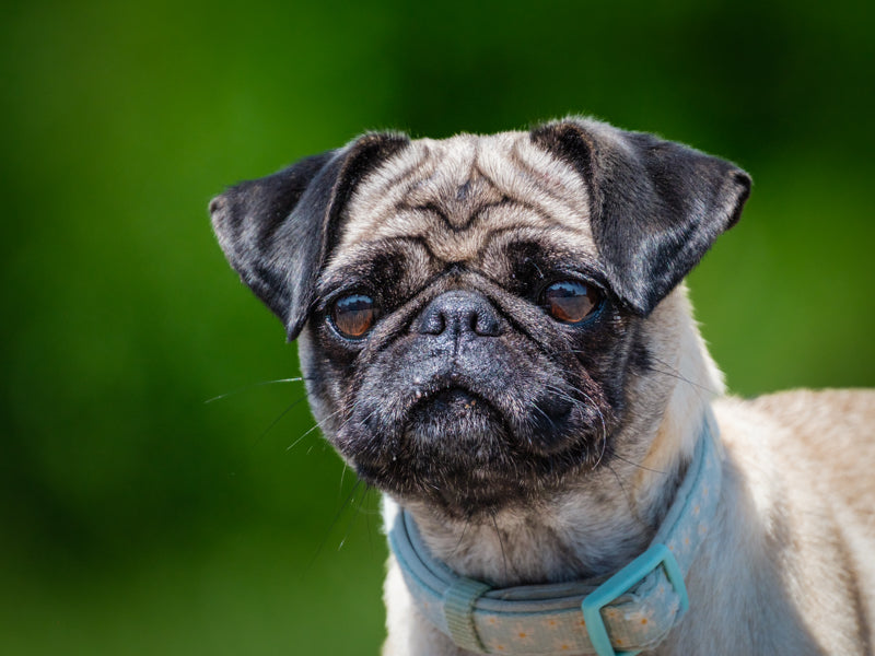 Jenny Pug Adopted Animatch