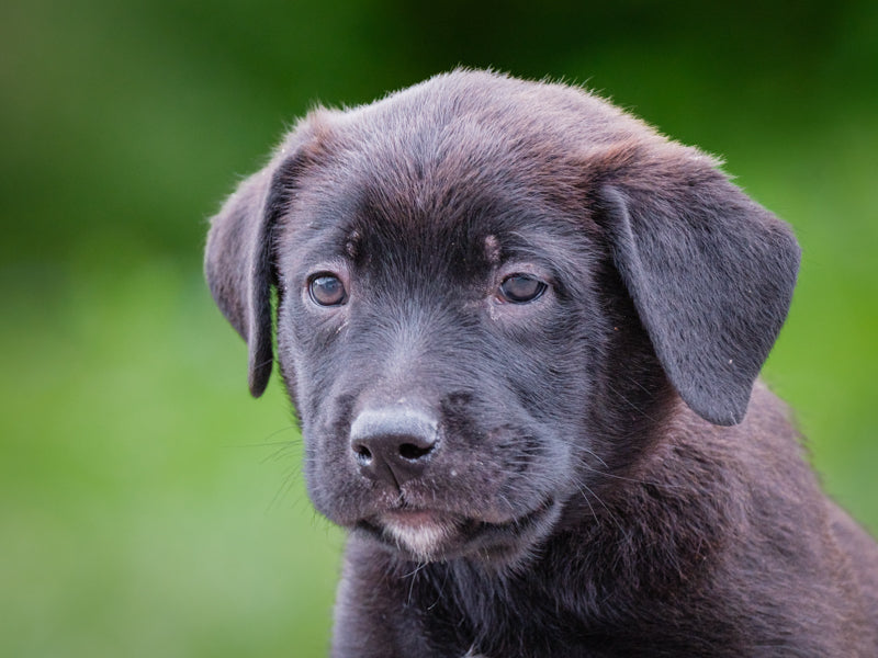 Jensen Lab-x Adopted Animatch