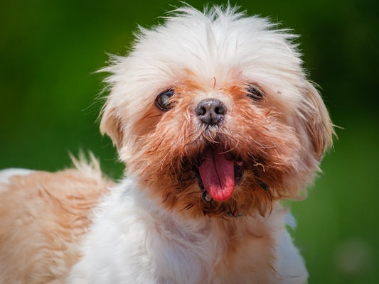 Jilly Shih Tzu Available for Adoption Animatch